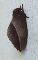 Automeris naranja