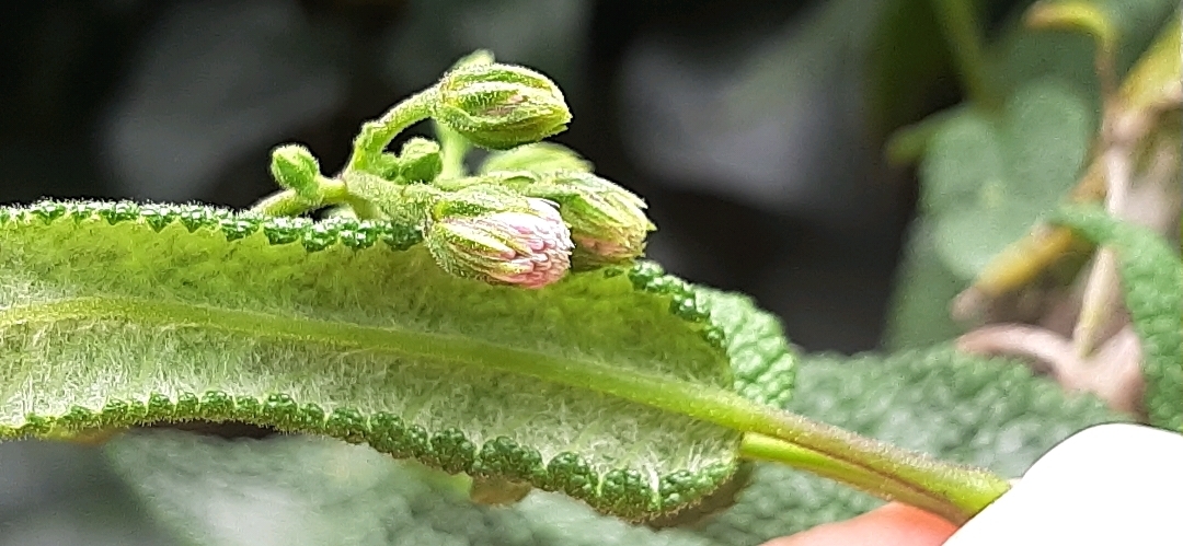 Aristeguietia glutinosa image