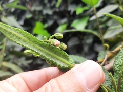 Aristeguietia glutinosa