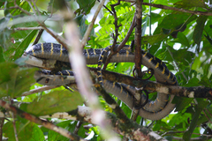 Boiga dendrophila