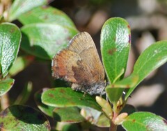 Callophrys augustinus