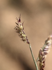 Bouteloua barbata