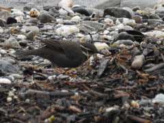 Cinclodes patagonicus