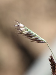 Bouteloua barbata
