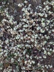 Guilleminea densa