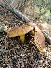 Suillaceae