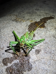 Neobarrettia spinosa