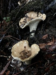 Turbinellus kauffmanii