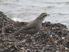 Cinclodes patagonicus