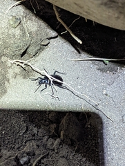 Epicauta cinctipennis