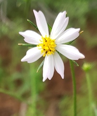 Cosmos parviflorus