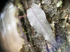 Bignonia capreolata