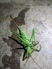 Neobarrettia spinosa
