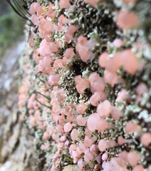 Phyllobaeis imbricata