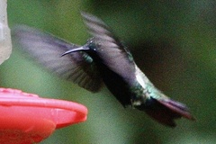 Heliodoxa imperatrix