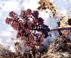 Brassica oleracea acephala