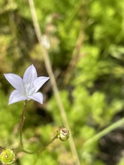 Wahlenbergia androsacea
