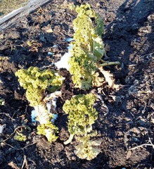 Brassica oleracea acephala