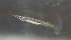 Dermogenys siamensis