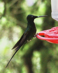 Heliodoxa imperatrix