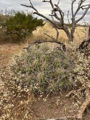 Cactoideae