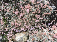 Phyllobaeis imbricata