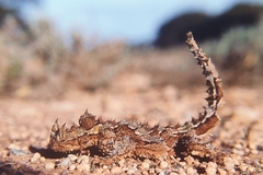 Moloch horridus