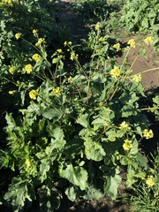 Rhamphospermum arvense