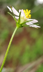 Cosmos parviflorus