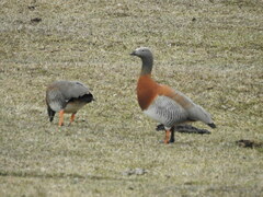 Chloephaga poliocephala