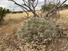 Cactoideae