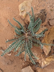 Astragalus mollissimus