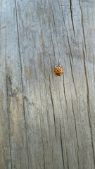 Harmonia axyridis