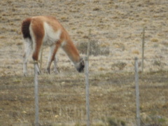Lama guanicoe