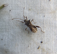 Coreoidea