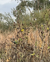 Agapornis roseicollis