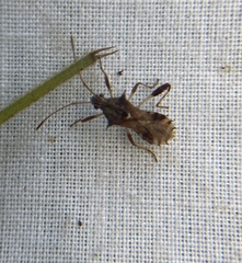 Coreoidea