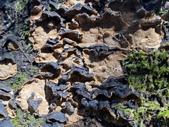 Stereum gausapatum