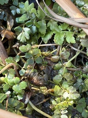 Nasturtium officinale