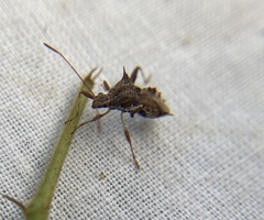 Coreoidea