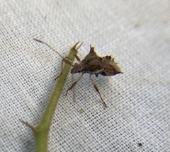 Coreoidea