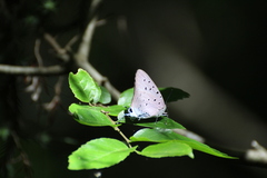 Pseudolycaena marsyas