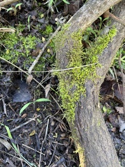 Homalothecium nuttallii