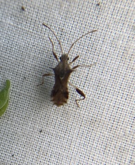 Coreoidea