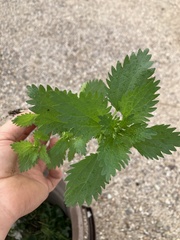 Urtica urens