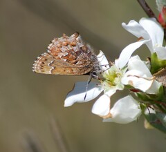 Callophrys niphon