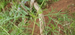 Cosmos parviflorus