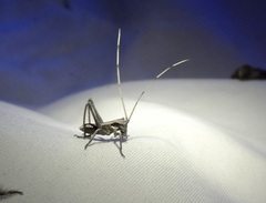 Tettigoniinae