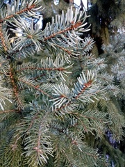 Picea omorika