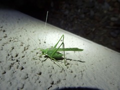 Insara elegans